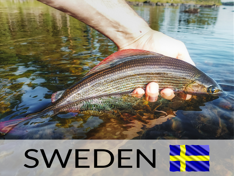 I TEMOLI DEL GRANDE NORD - Pesca in Svezia - tra temoli e natura