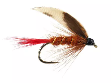 Brown Red Tailed Wet