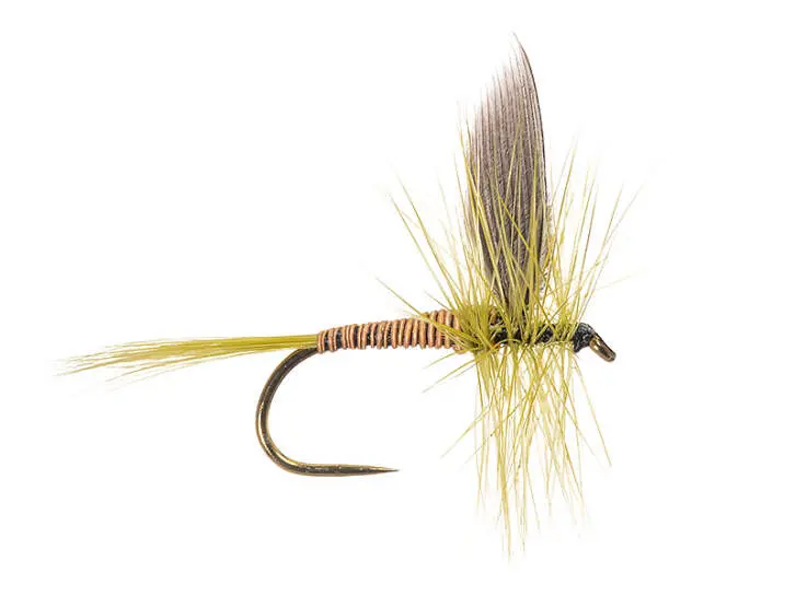 B.W. Olive BL 14