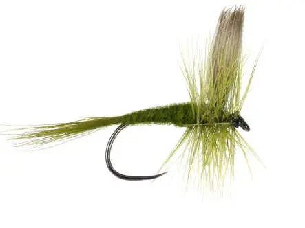 Olive Dun BL 14
