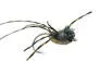Leggy Critter Olive 4