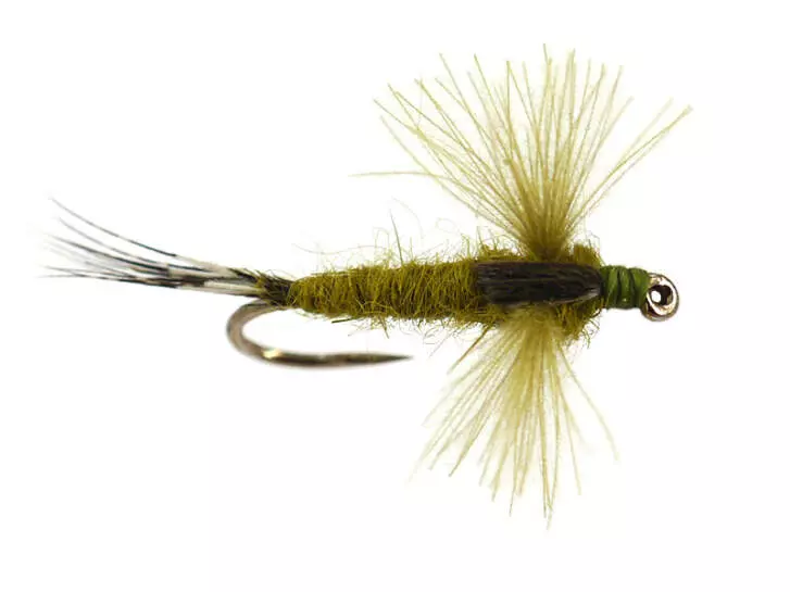 CDC Spent Olive 16