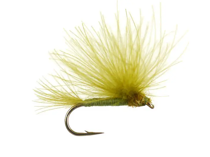 CDC Splitwing Olive 12