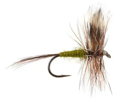 Adams Olive 18
