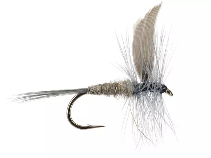 Blue Dun 18