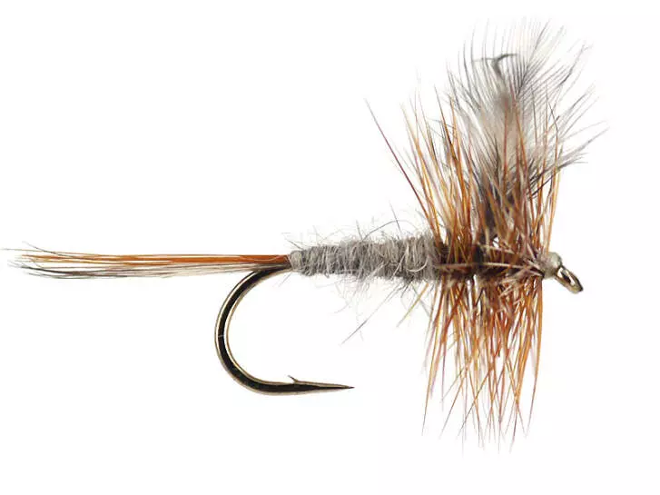 Adams 10