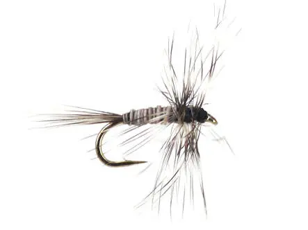 Mosquito Larva 20
