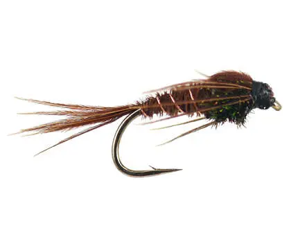 Peacock Pheasant 14