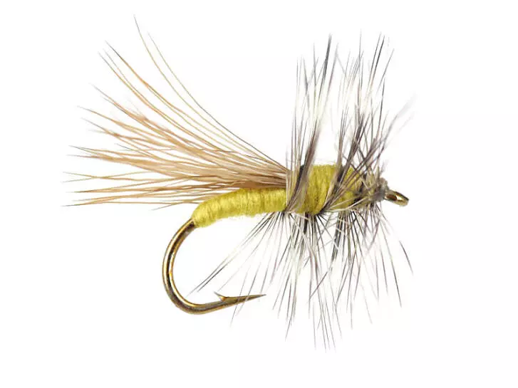 Yellow Sally 10