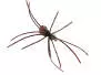 Foam Spider 14