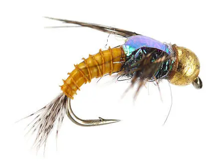 TG Golden Quill 12