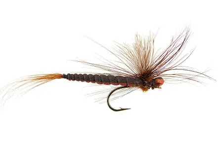 Brown May Fly 10