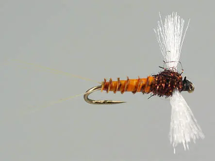Olive Spent 02 - Orange