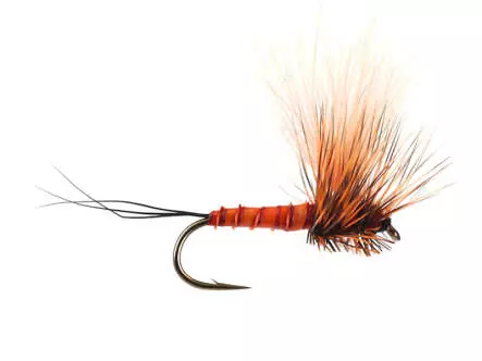 H-Dun Cut - Brown-Reddish