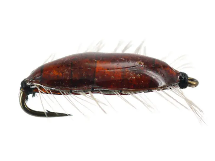 Asellus
