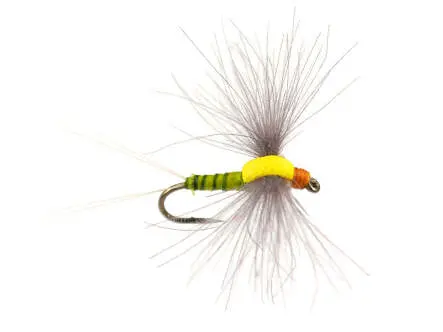 Bwo Dun 02 16
