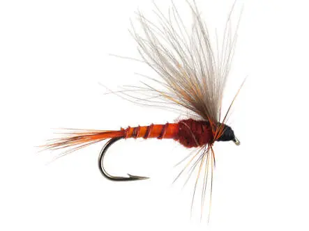H-Drift Dun - Brown-Reddish 12