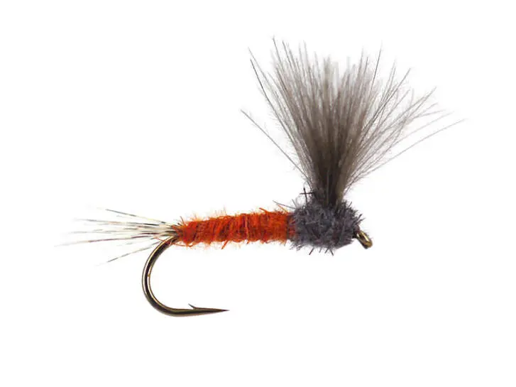 CDC Upright - Rusty Ecdyo