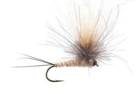 CDC Full Parachute (H. Modesta) - Tan Yellowish