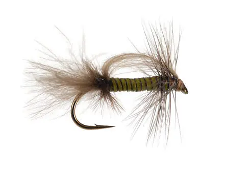 CDC Stillborn - Medium Olive 14