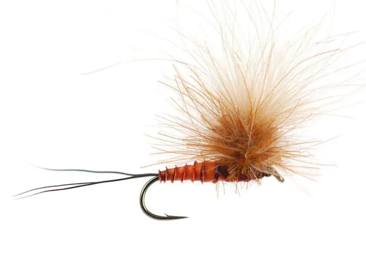 CDC Full Parachute (H. Modesta) - Brown Reddish 14