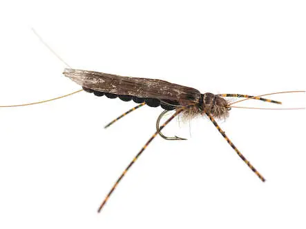 Large Realistic Dark Stonefly 8