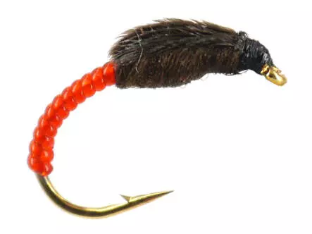 Amettiera Coregone THORAX COLLECTION