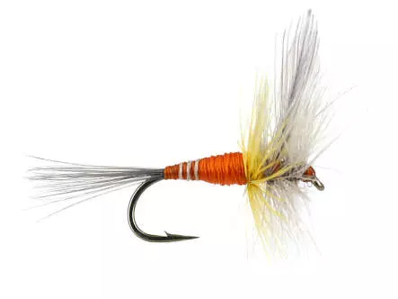French PL Orange Winged