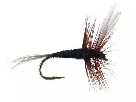 French PL Black Winged