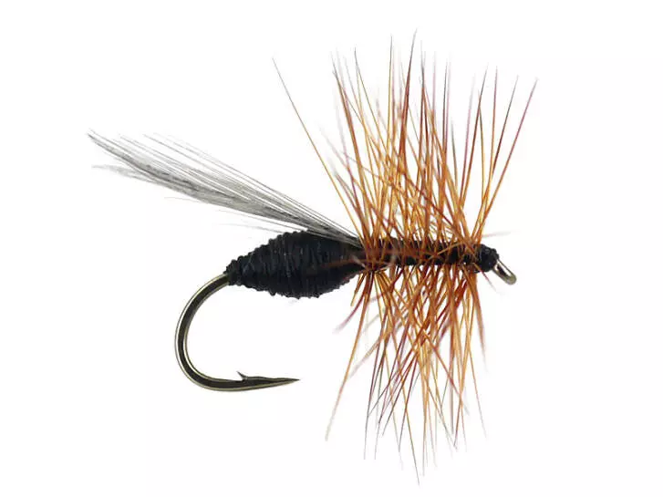 French PL Black Ant
