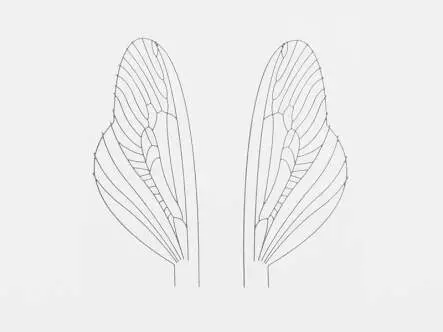 Folie für Spent-Flügel von Caddis und...