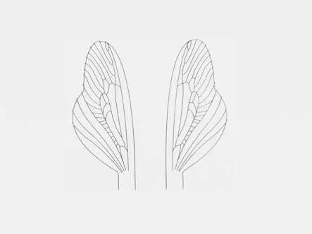 Folie für Spent-Flügel von Caddis und...