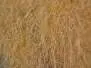 HARE DUBBING hotfly - 1 g - brown beige