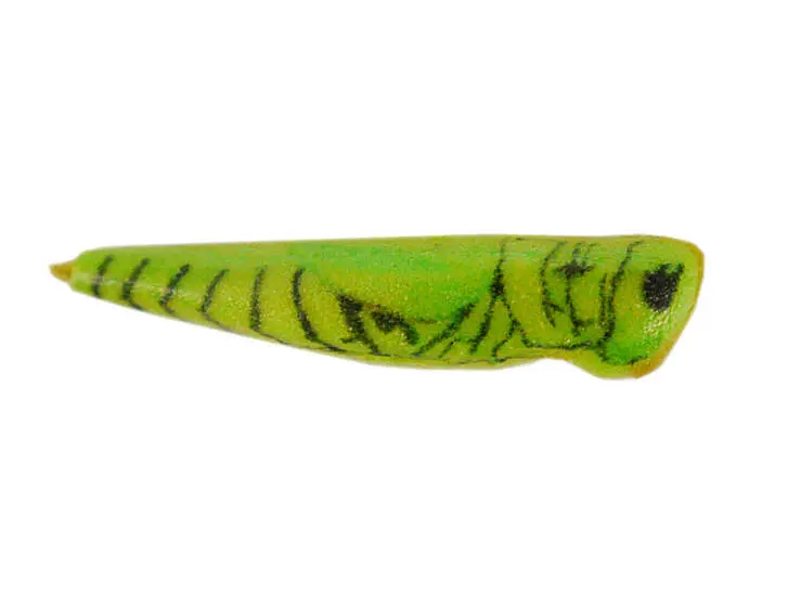 X-TRUE HOPPER BODIES hotfly - 5 pc. - S - green