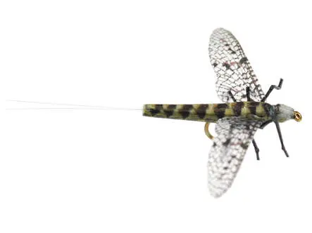 X-true Grey Drake 10