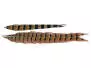PENNA DI CODA DI FAGIANO 1° CLASSE hotfly - 1 pz. - ca. 50 cm
