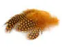 PERLHUHNFEDERN (GUINEA FOWL) hotfly - 10 Stk. - 6/10 cm - orange