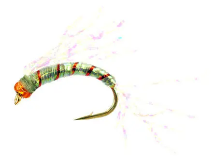 Alosa Agone Hegene CRYSTAL WING 10