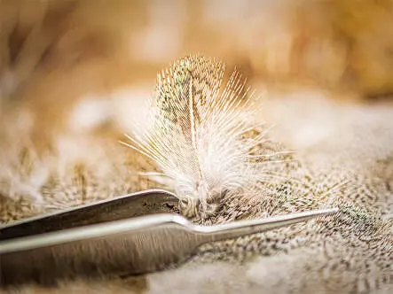 PERNICE (perdix perdix) gold selection hotfly