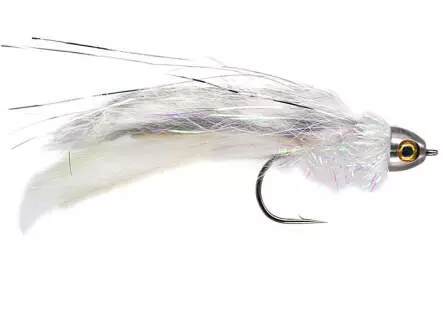 Clarkes Rat - Chinchilla