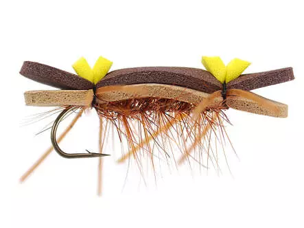 Tonis Bright Brown Superb Chernobyl Ant