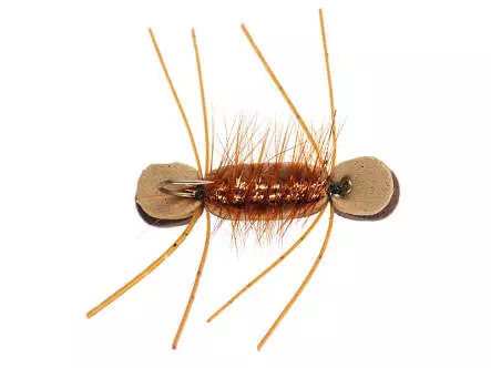Tonis Bright Brown Superb Chernobyl Ant