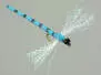 Dragonfly blue 10