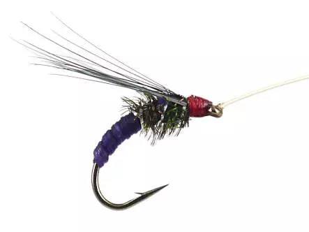 Franz Bipeack Violet 16