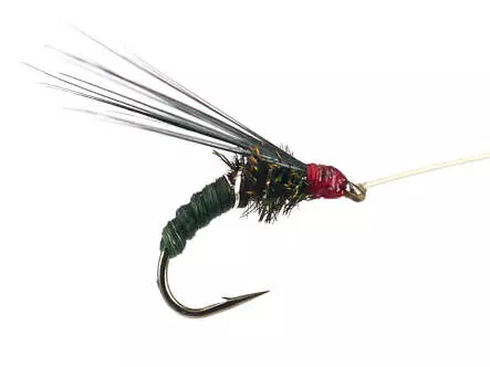 Franz Bipeack Olive 16