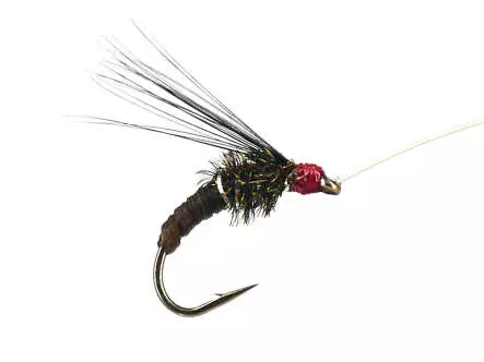 Franz Bipeack Brown 16