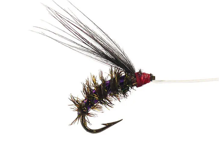 Wooly Peacock Violet 16