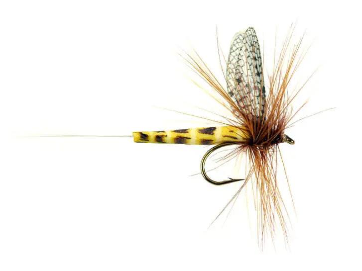 Danica SP
