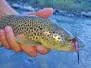 Twaid Shad Streamer Black 8