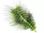 GRIZZLY MARABOU hotfly - 5 pz. - ca. 13 cm - chartreuse...